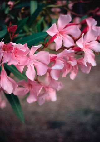 Close up of some pink flowers