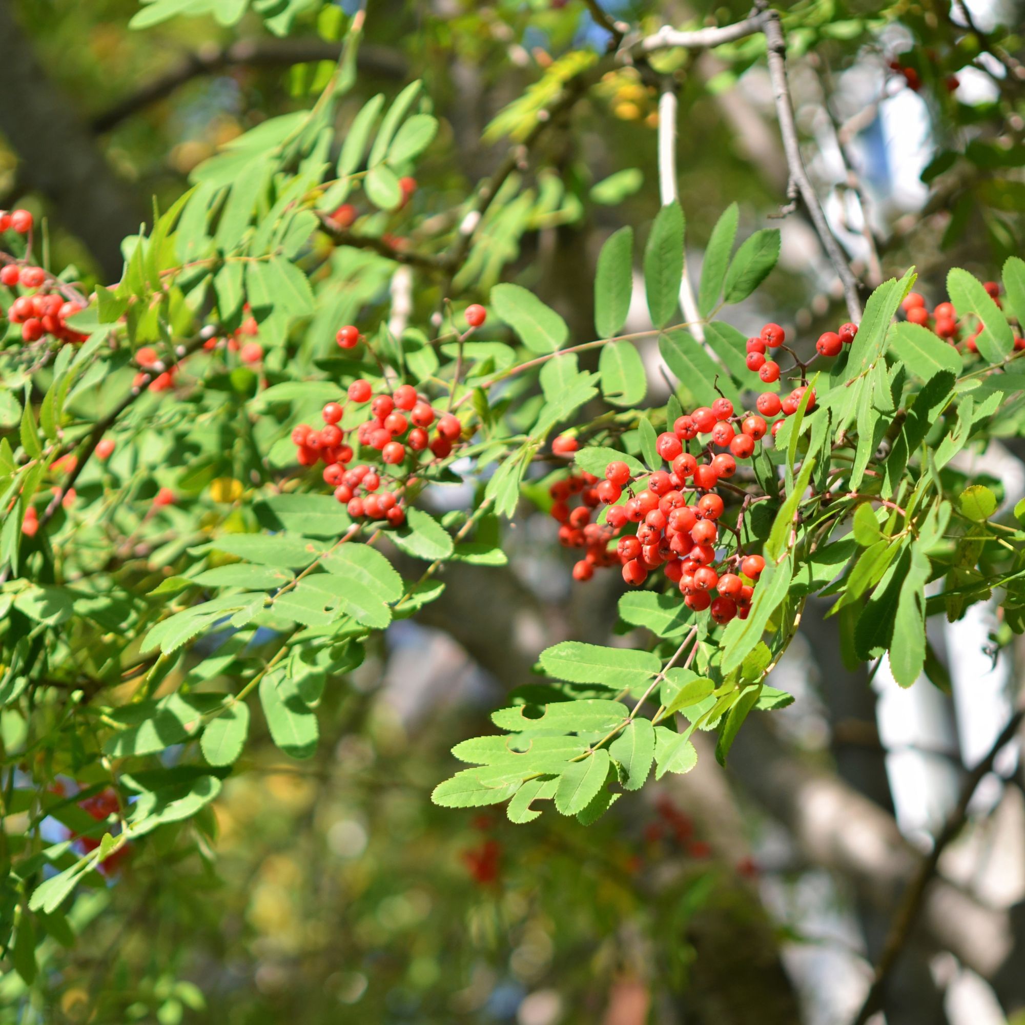 rowan tree