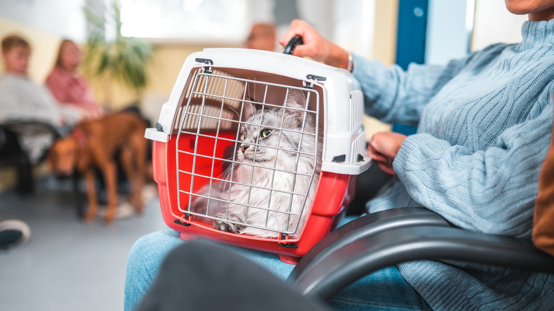 Cat in carrier