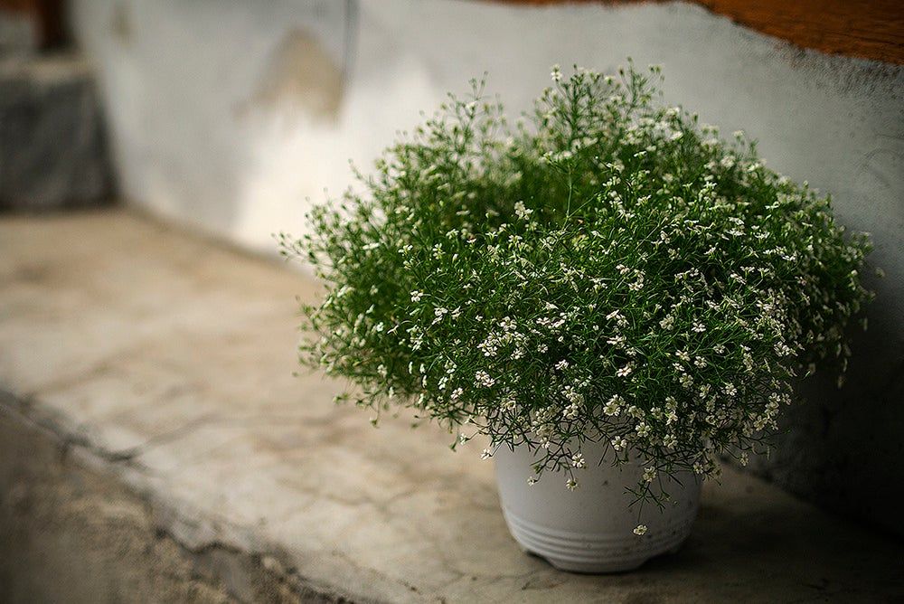 Potted Baby&amp;#39;s Breath Plant