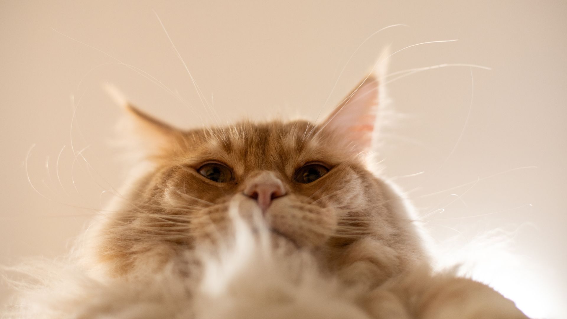 Cat head peering over camera up close