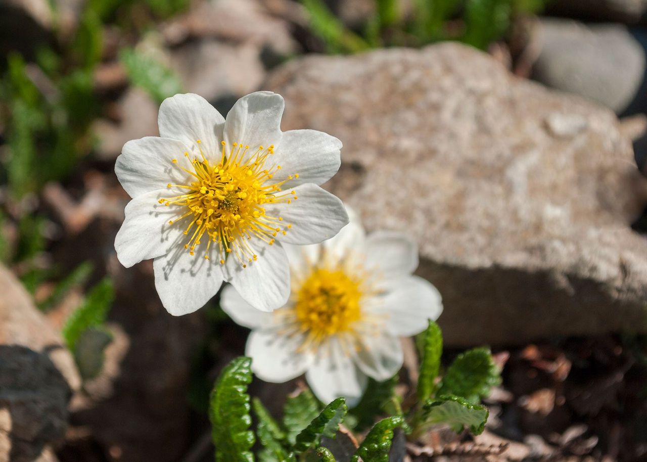 Two White Mountain Aven Flowers