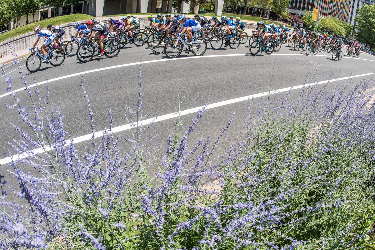 Lavender along todays course