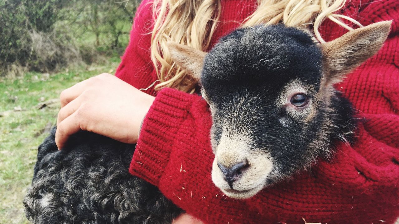 Mammal, Wool, Goats, Nose, Livestock, Interaction, Photography, Fur, Plant, Ear, 