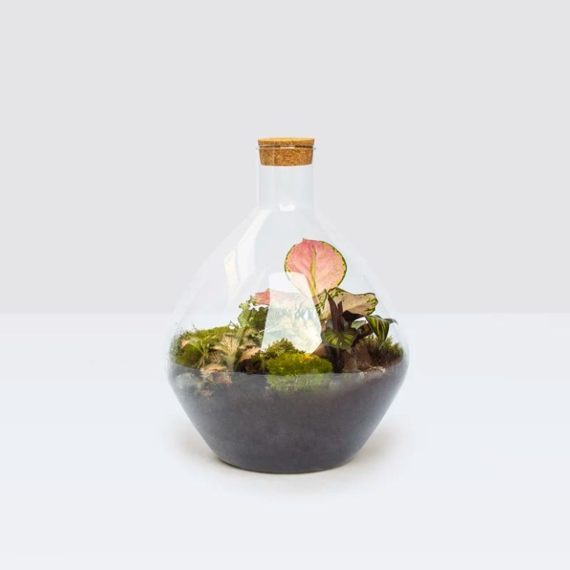 Patch Plants Glass Terrarium.