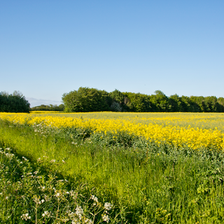 field with flowers greenery and blue sky