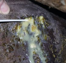 abscess.jpg