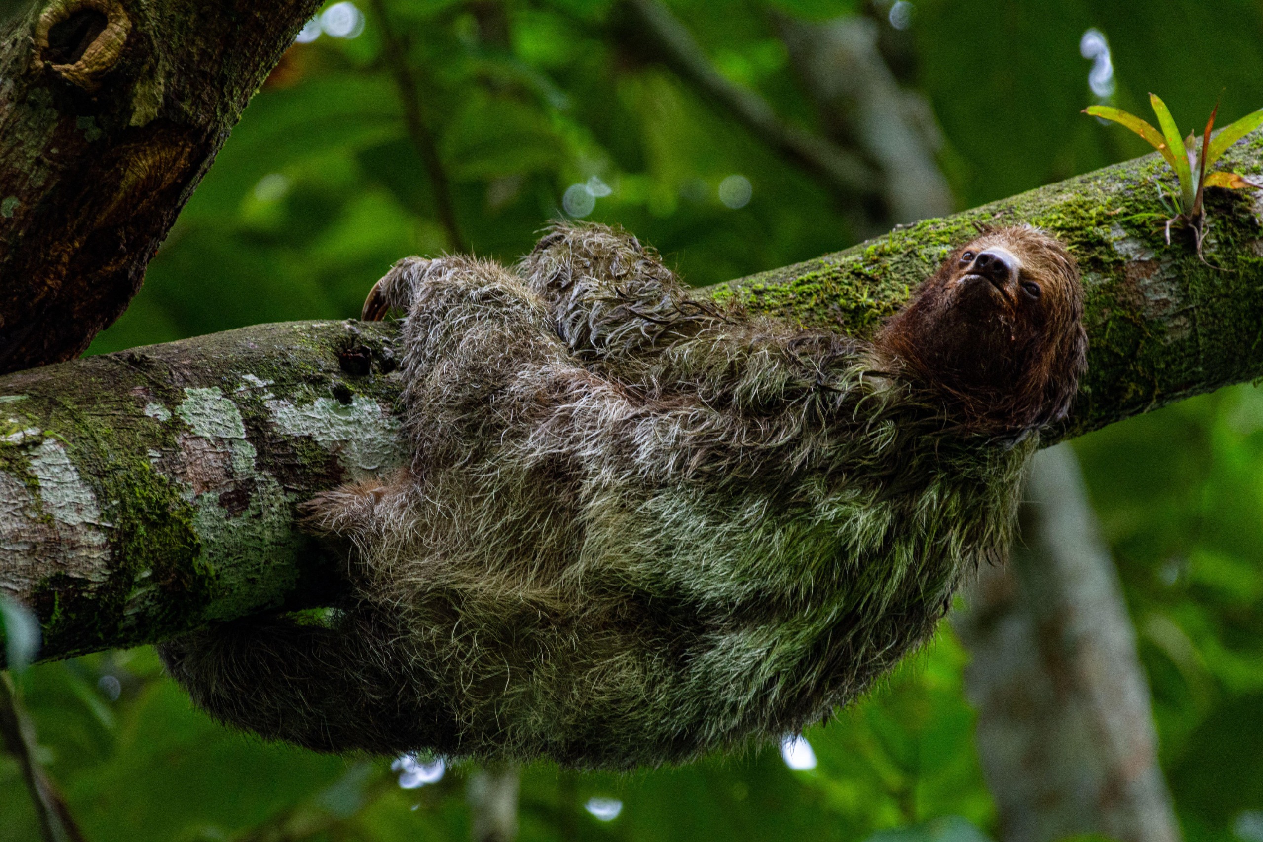 A sloth, almost looking like a tree branch, clinging to a tree branch