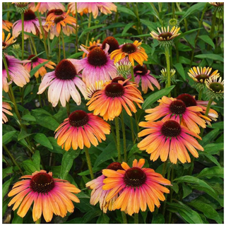 A patch of yellow-pink coneflowers