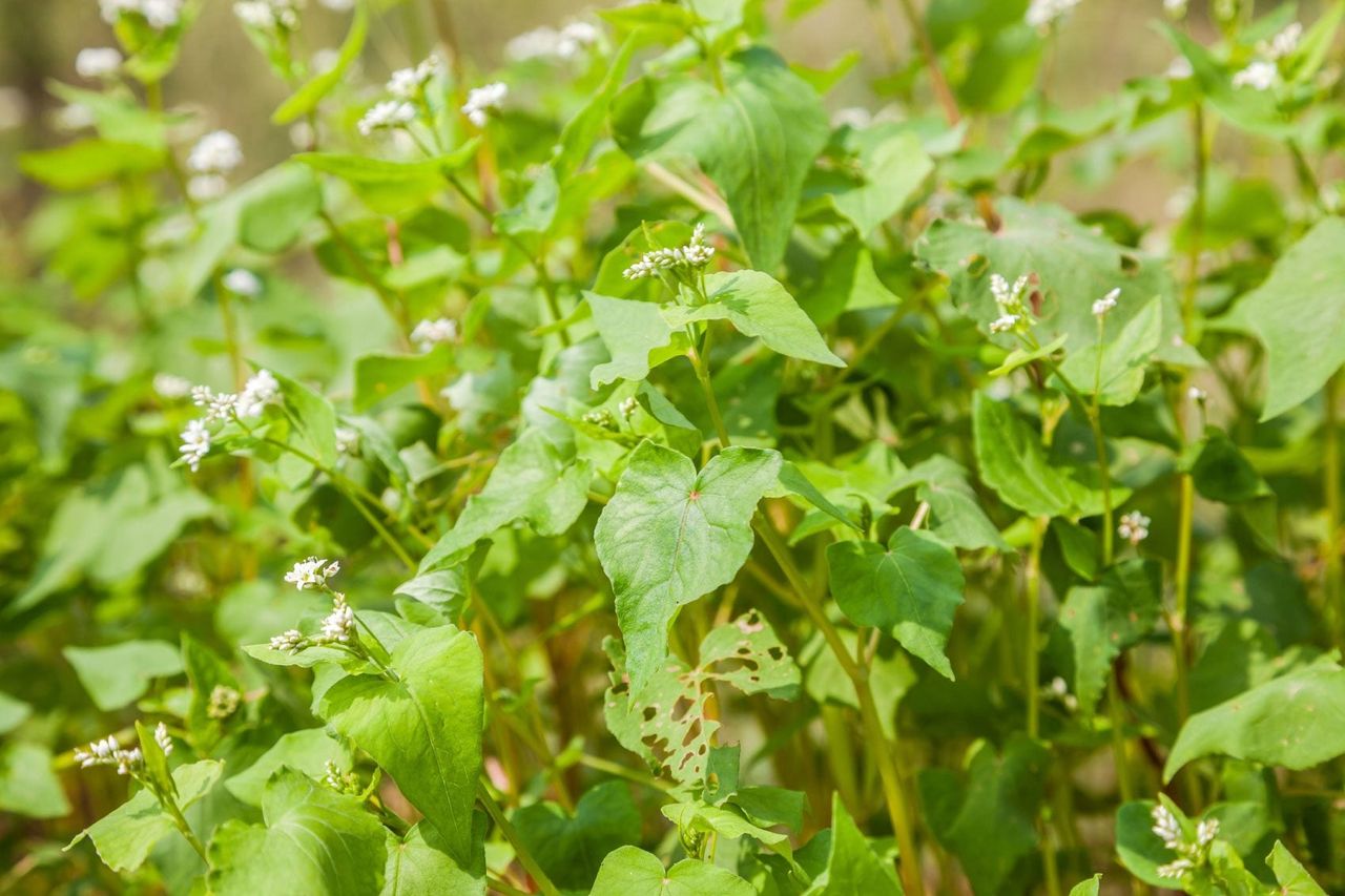 Cover Crop Plants