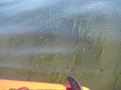 Wild Celery Plants Underwater