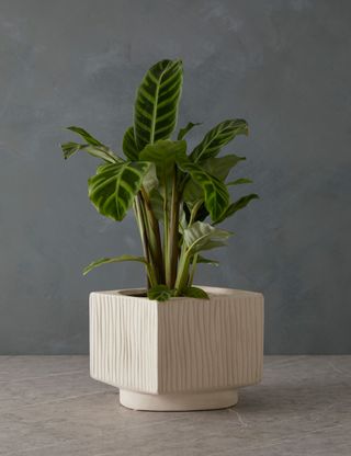 striped ceramic vase holding a plant