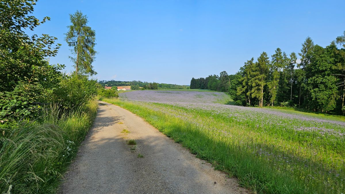 Unpaved road surface next to a lavender field in Austria