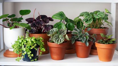 House plants grouped