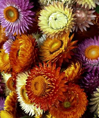 Dried straw flower heads in jewel tones