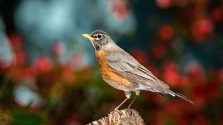 American Robin