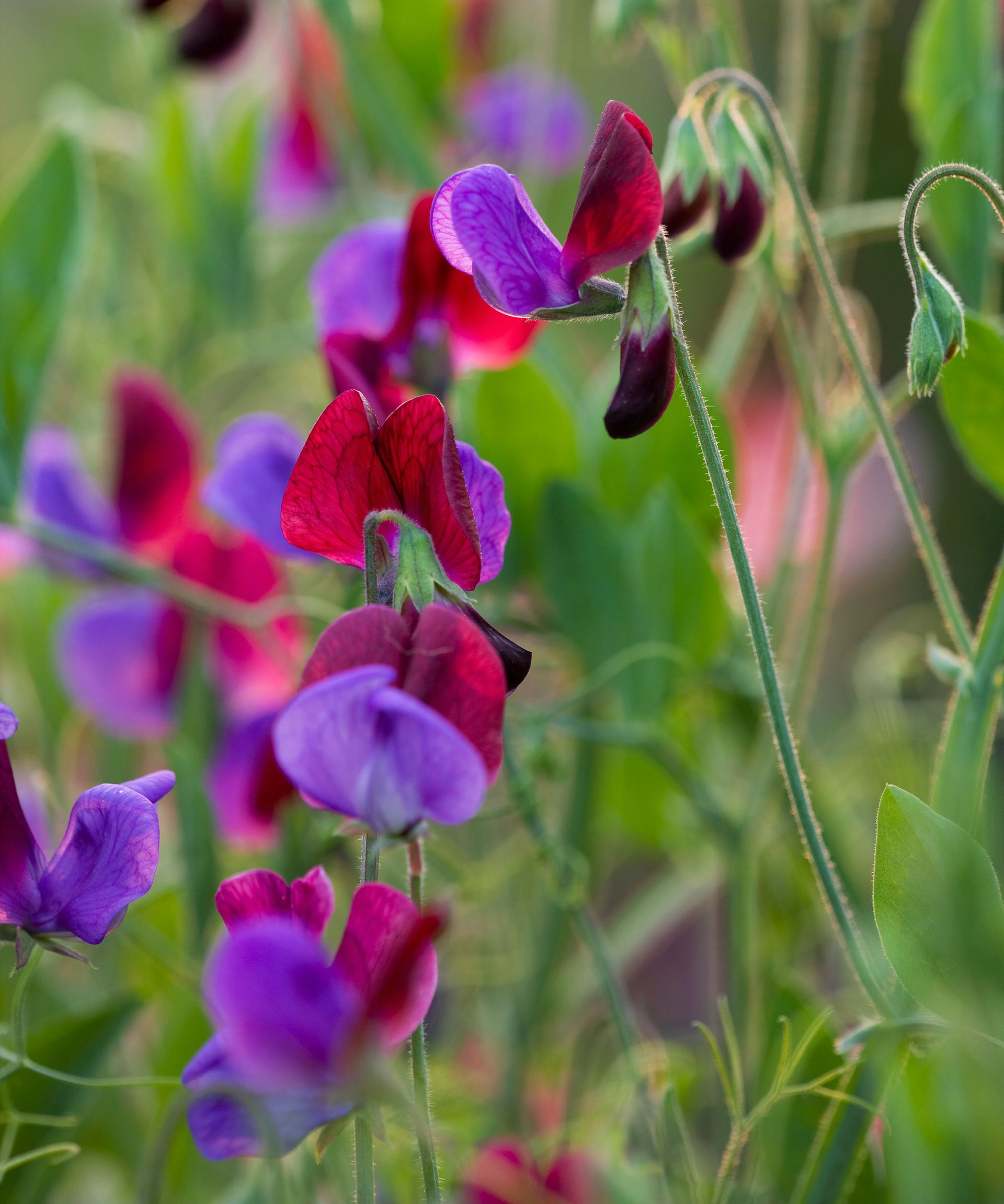 colorful flowers of sweet peas