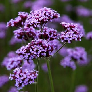 Verbena