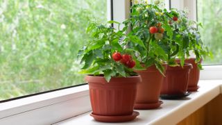 Four tomato plants in pots on a windowsill