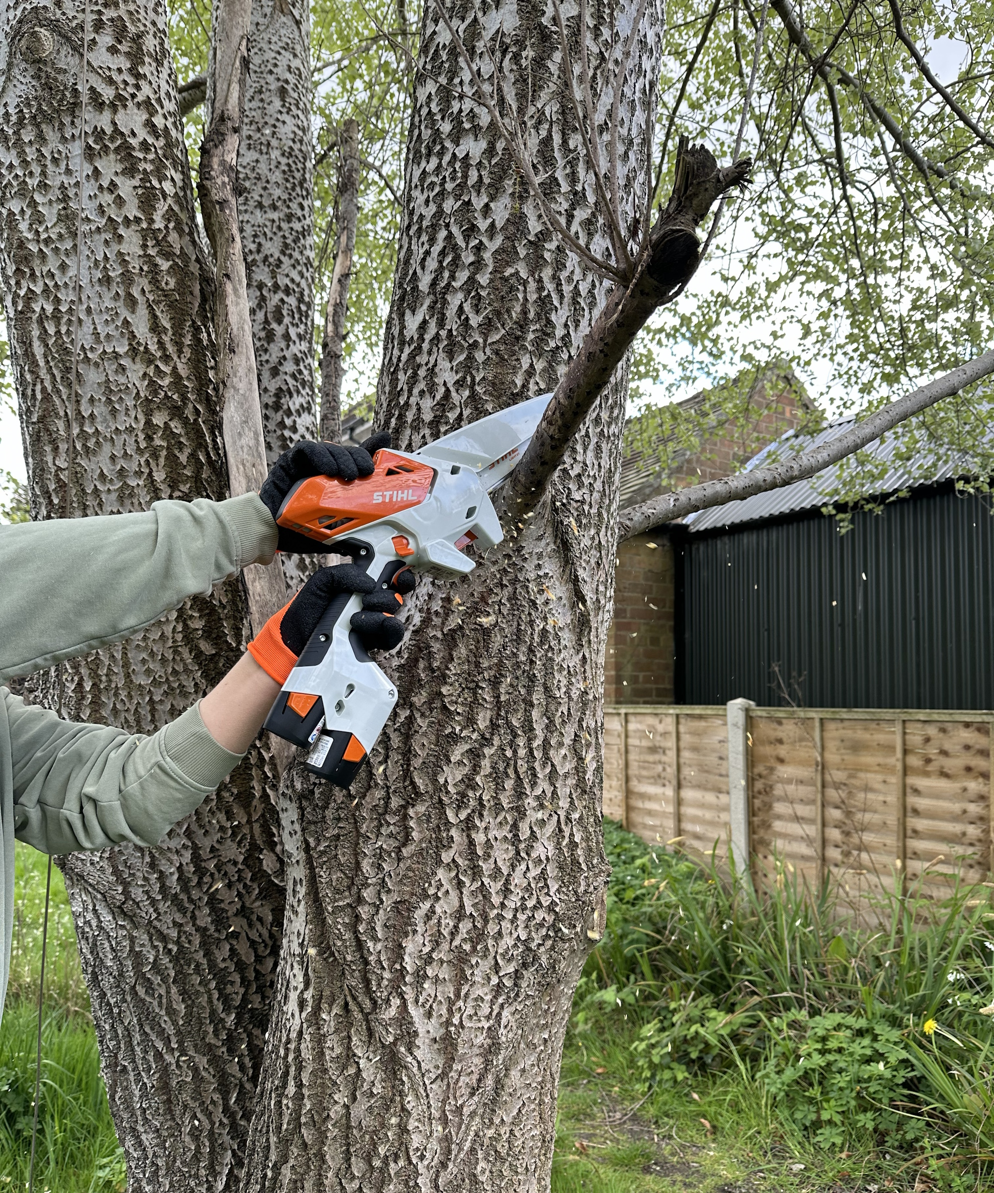 Hands holding the Stihl GTA 30 Pruners to saw off a dead branch from silver birch tree