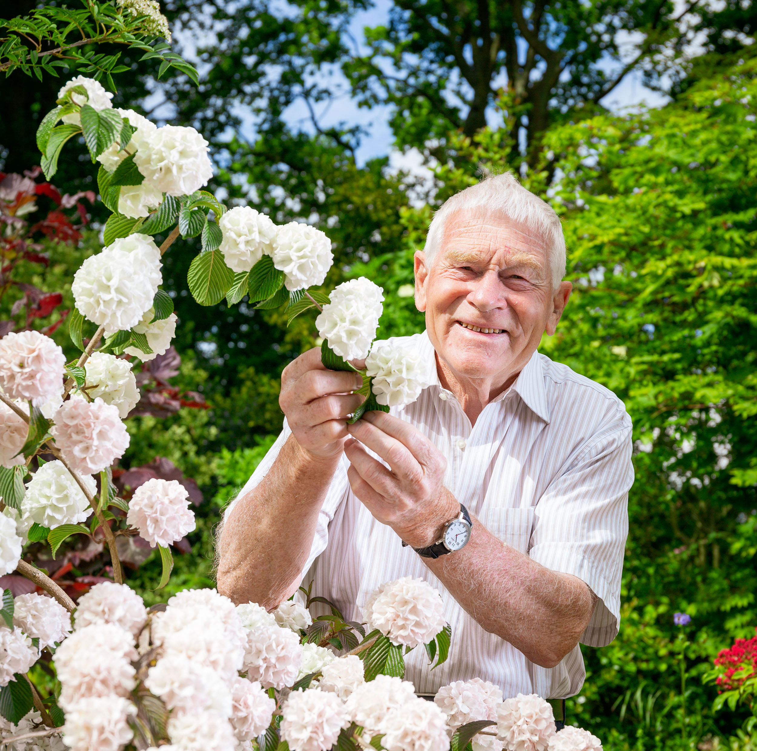 Peter Catt, nurseryman and shrub breeder, at Liss Forest Nursery with Vibernum Plicatum Rosace.