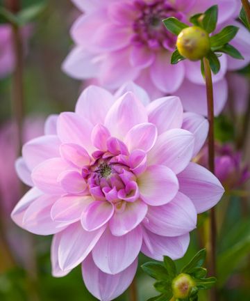 Natural solutions recommended to combat dahlia pests | Homes & Gardens