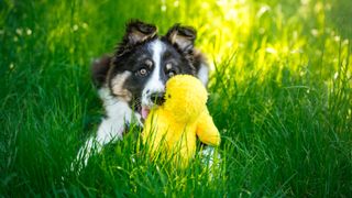 Puppy lying in grass with toy 