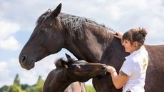 Warmblood Horse. Woman fondling bay mare and foal