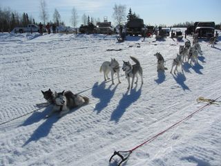 Sled Dogs at the Ready