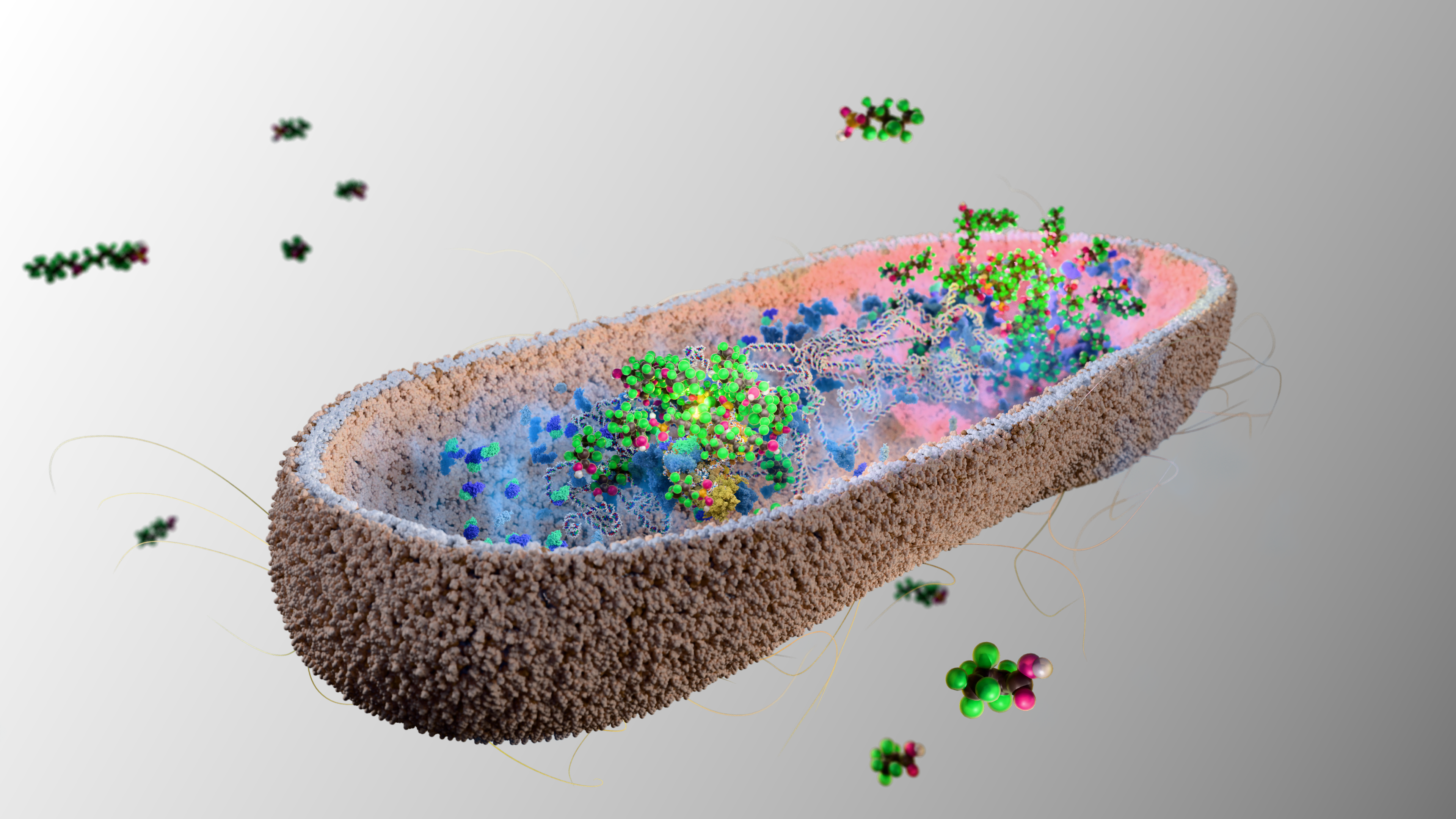 An illustration of gut bacteria accumulating perfluorononanoic acid, a PFAS.