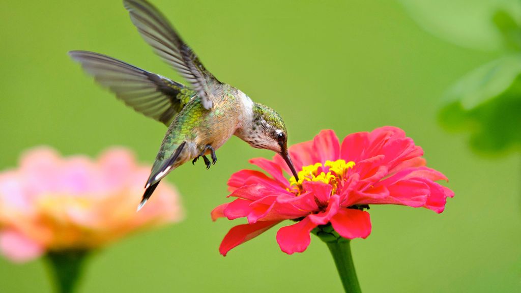 10 best flowers for hummingbirds beautiful blooms Livingetc