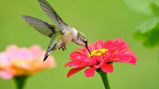 hummingbird on zinnia flower 