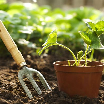 propagating strawberry plant from runner