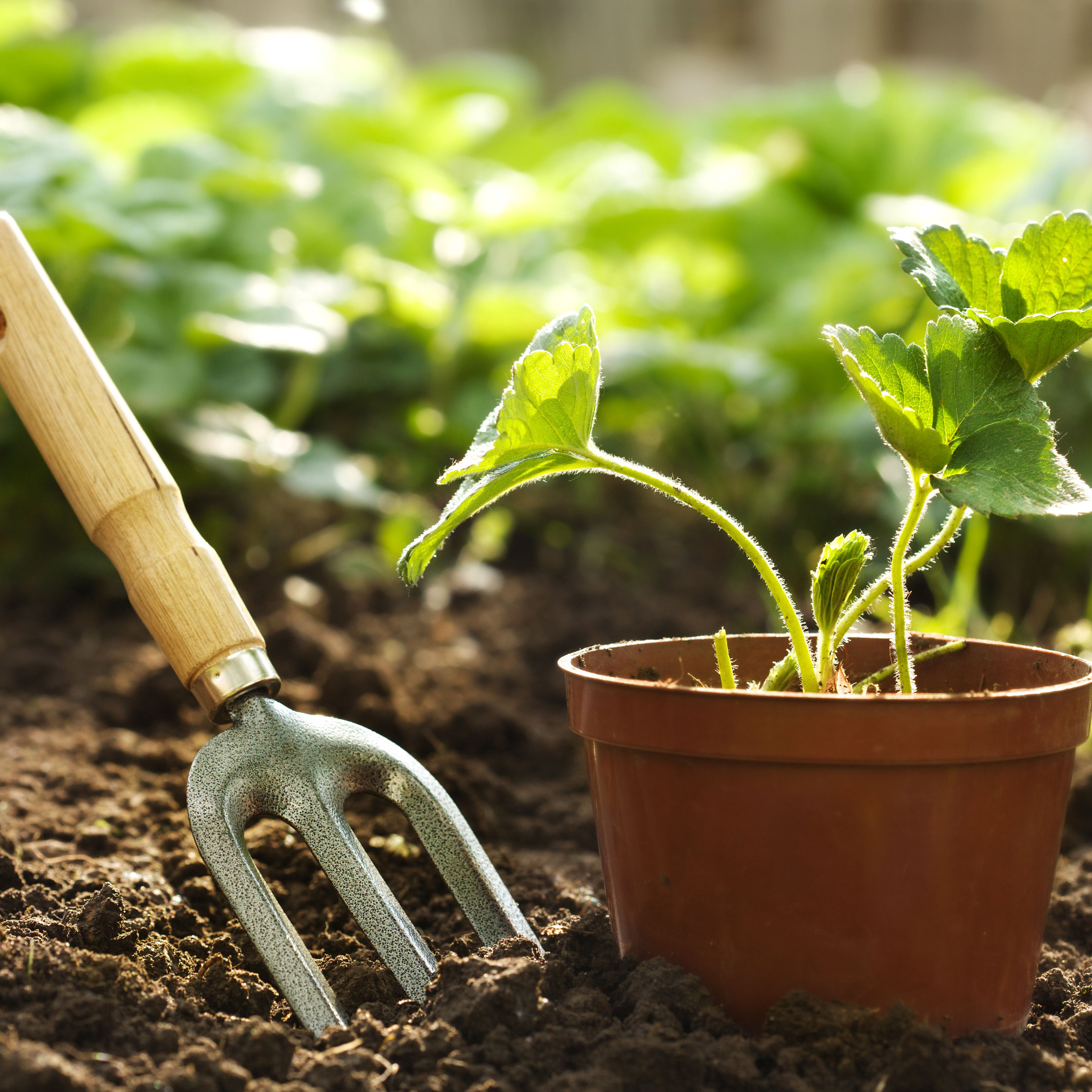 propagating strawberry plant from runner
