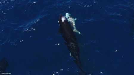 Aerial image of an orca attacking a juvenile great white shark.