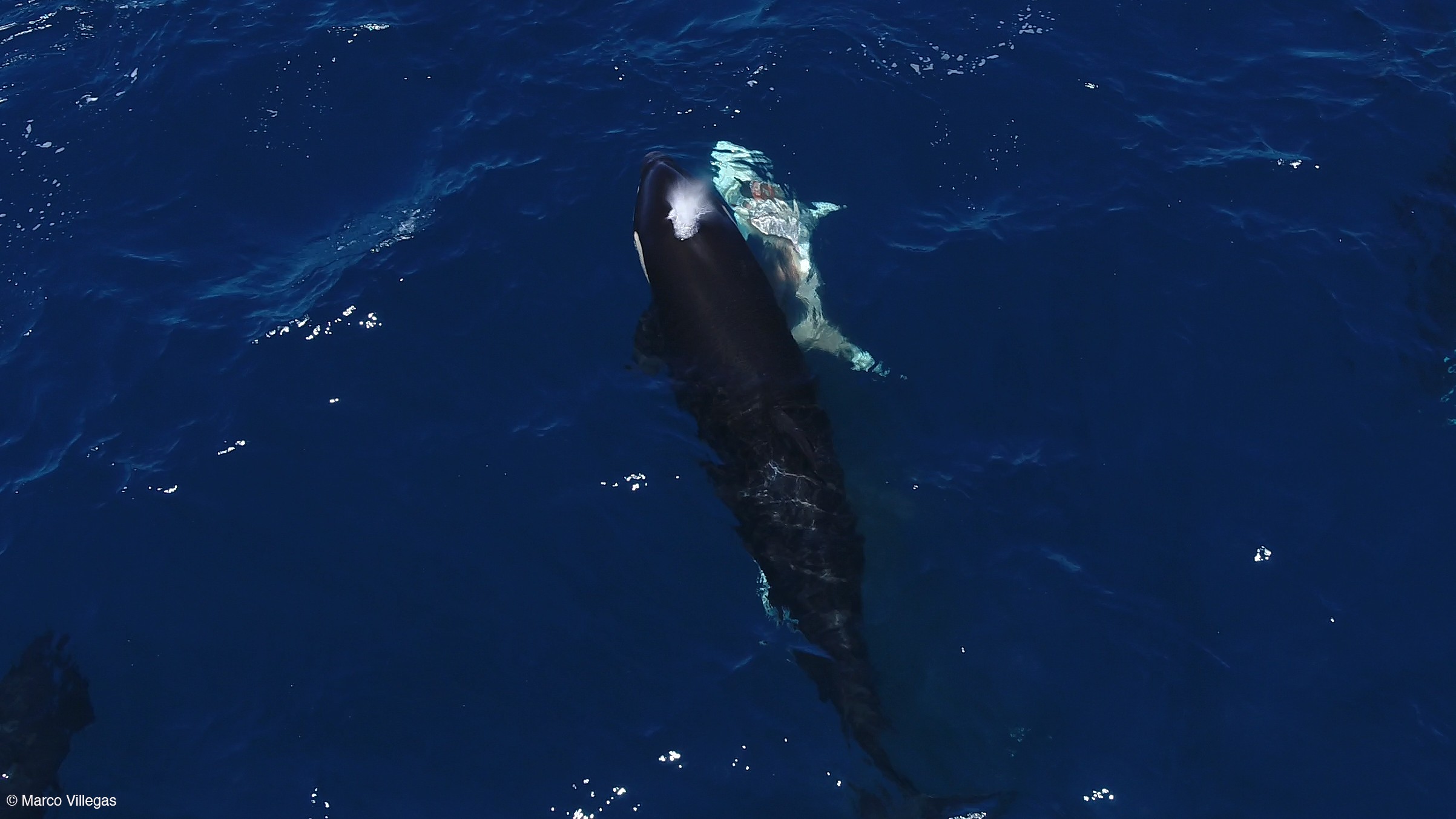 Aerial image of an orca attacking a juvenile great white shark.
