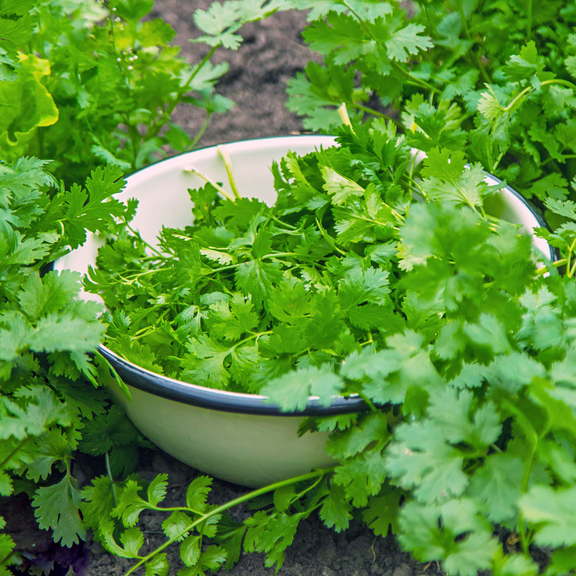 Freshly harvested cilantro in a bowl in the garden, set on soil among plants, demonstrating it is home-grown.