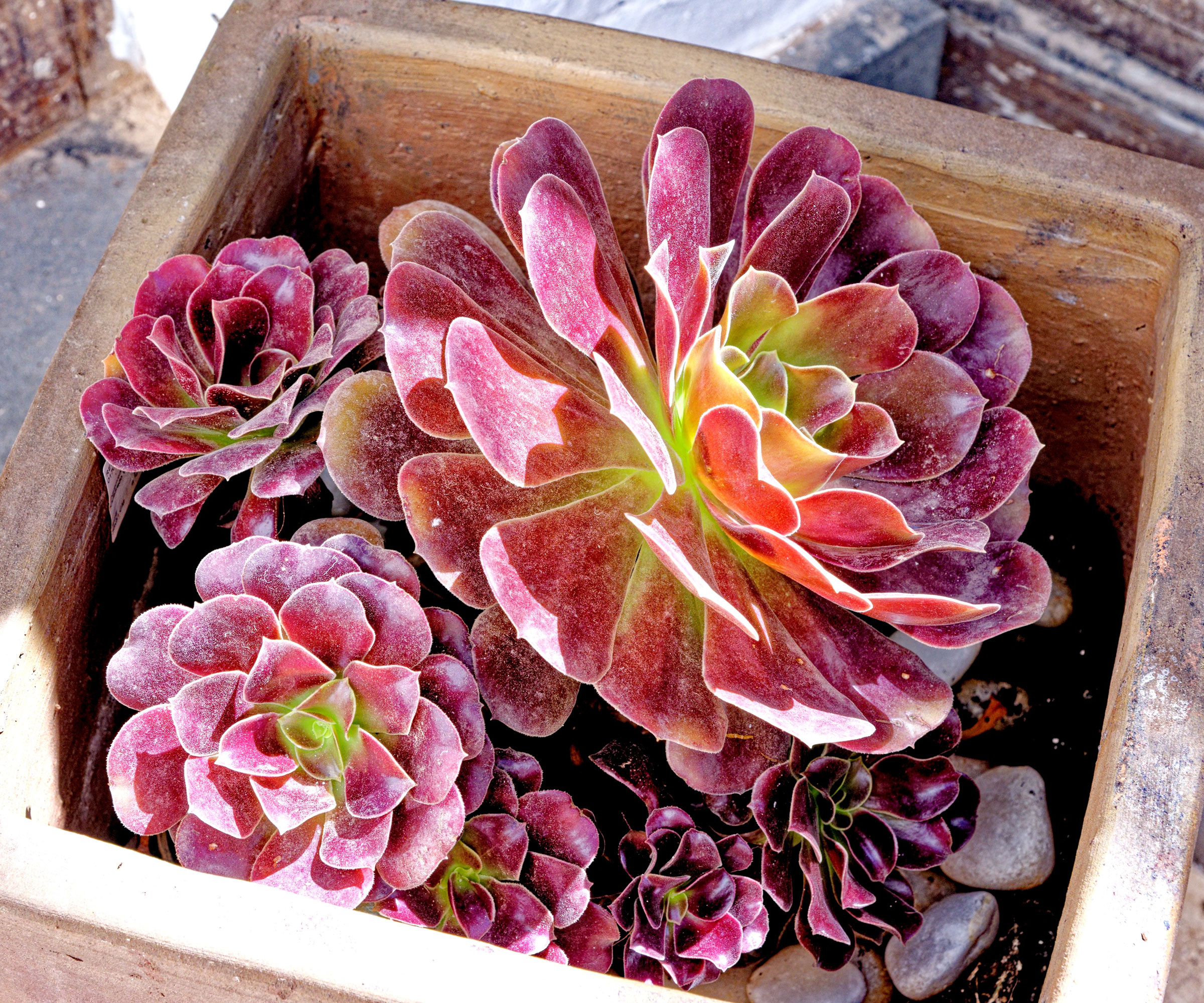 tree aeonium growing in large wooden box