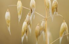 Oats in the field prior to being harvested