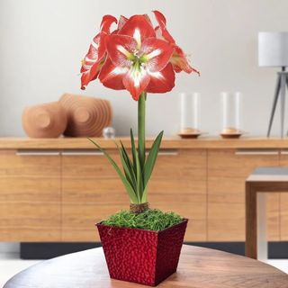 A potted amaryllis