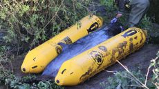 The dead juvenile whale was euthanized in the early hours of Tuesday morning.