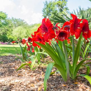 Amaryllis in a flower bed