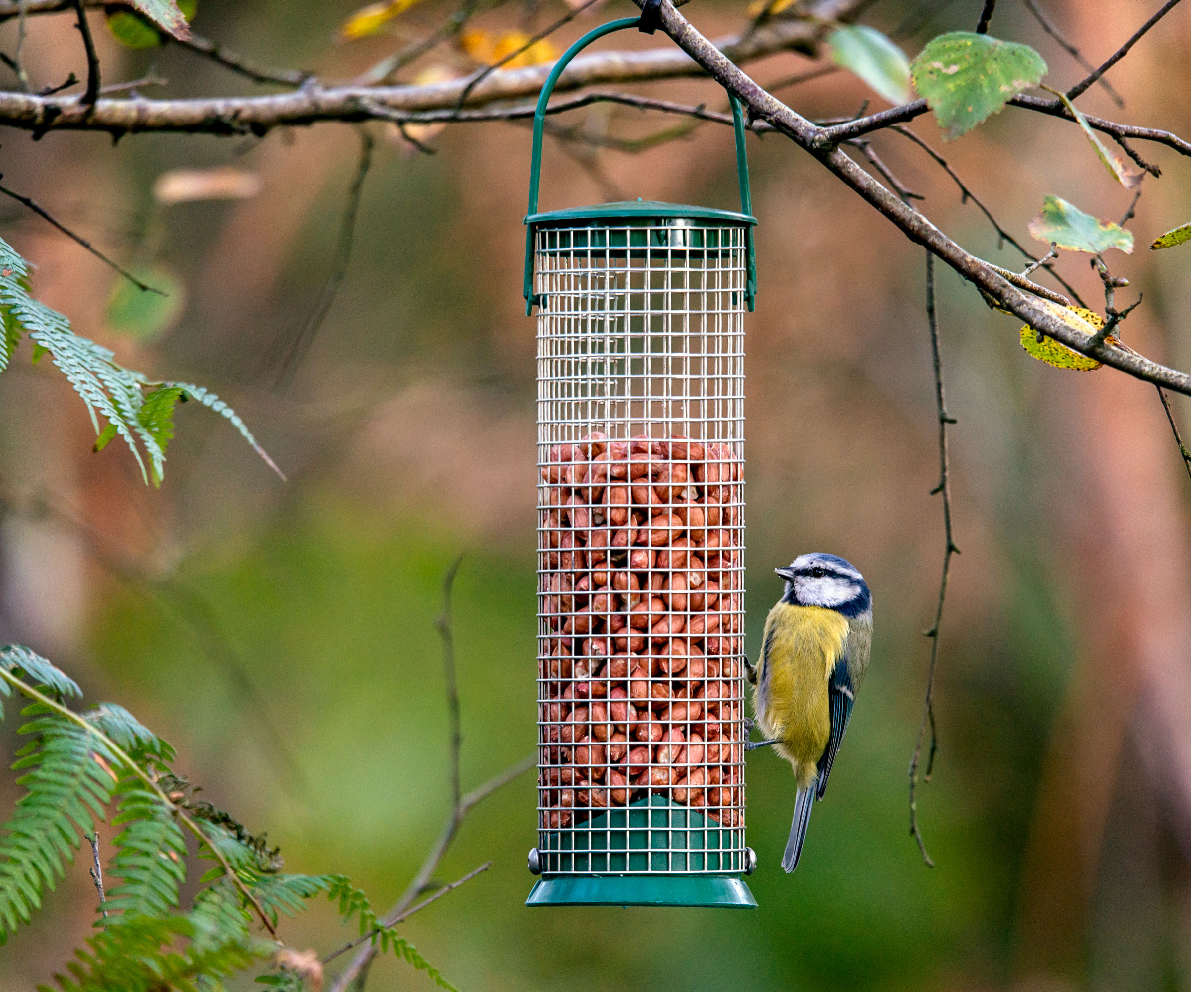 blue tit feeding on bird feeder of nuts