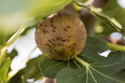 Fig Fruit Covered In Insects