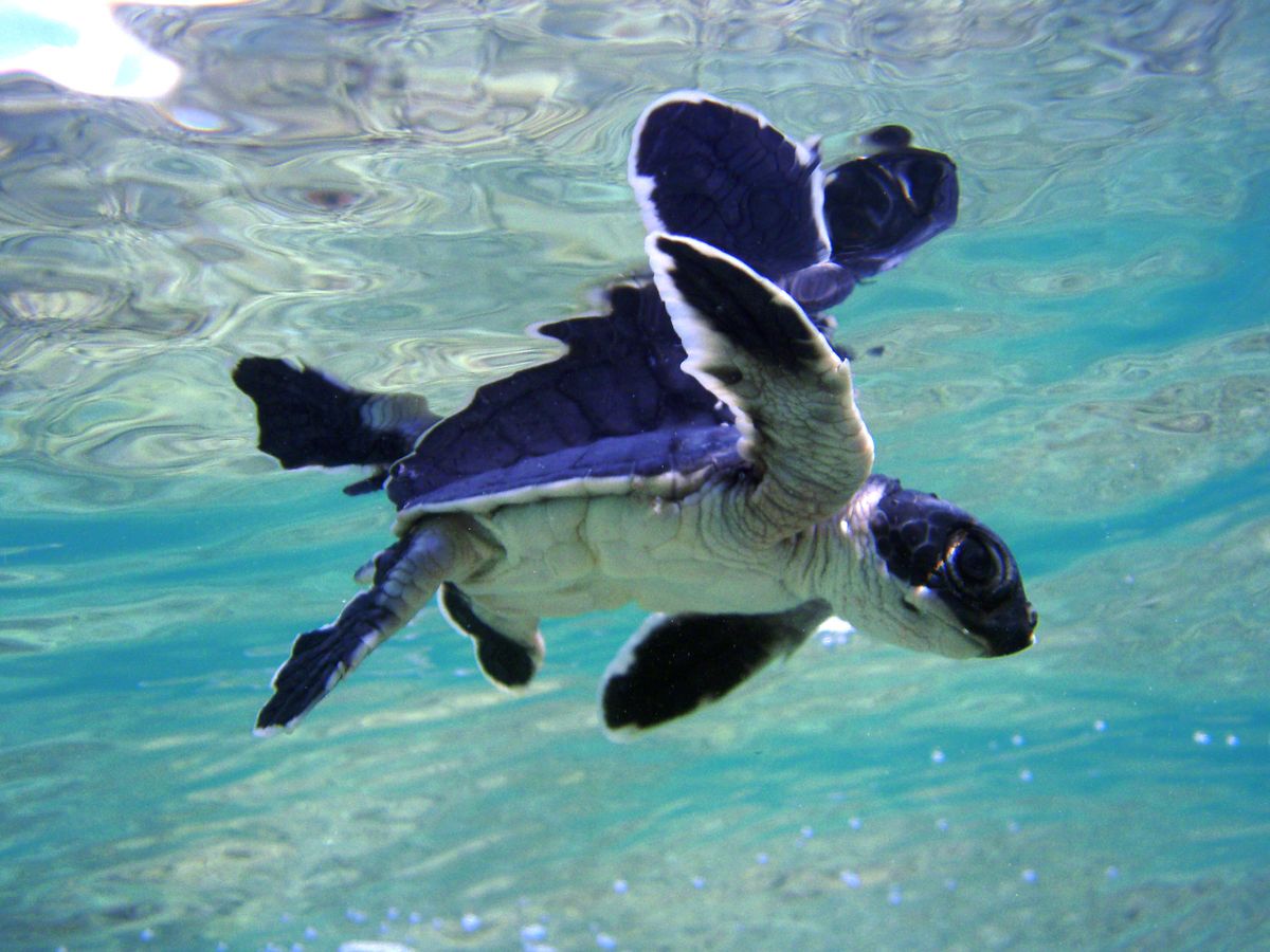 a green turtle.