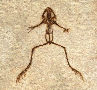 Fossil frog