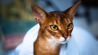 Cat breeds that like water: Abyssinian