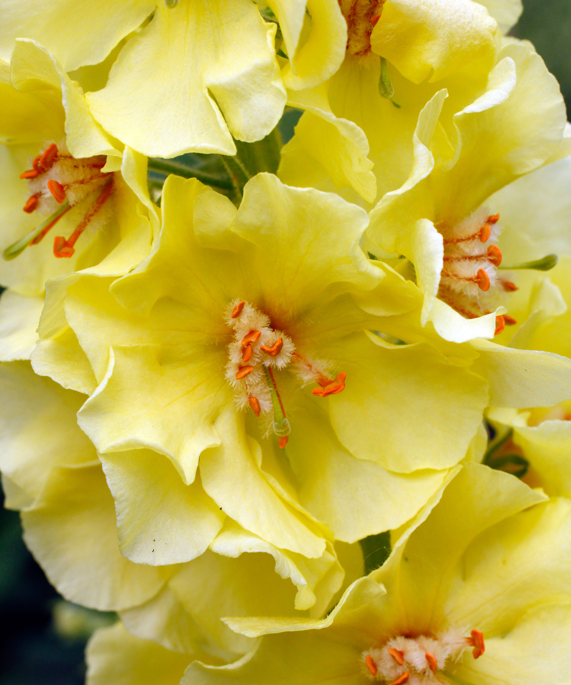 close up of Verbascum 'Gainsborough'