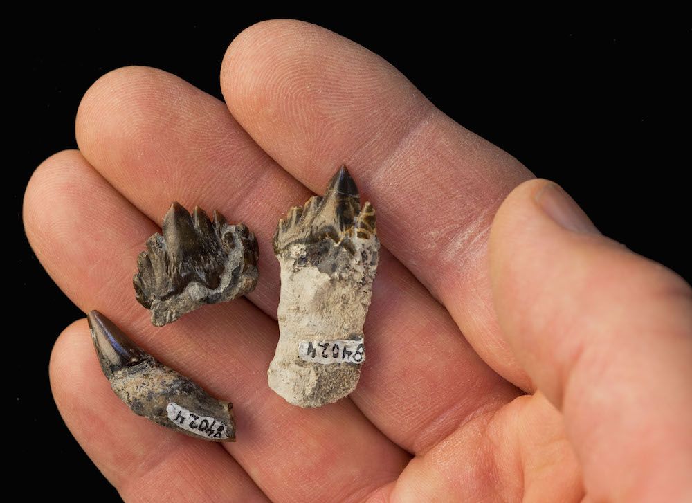 fossil whale teeth