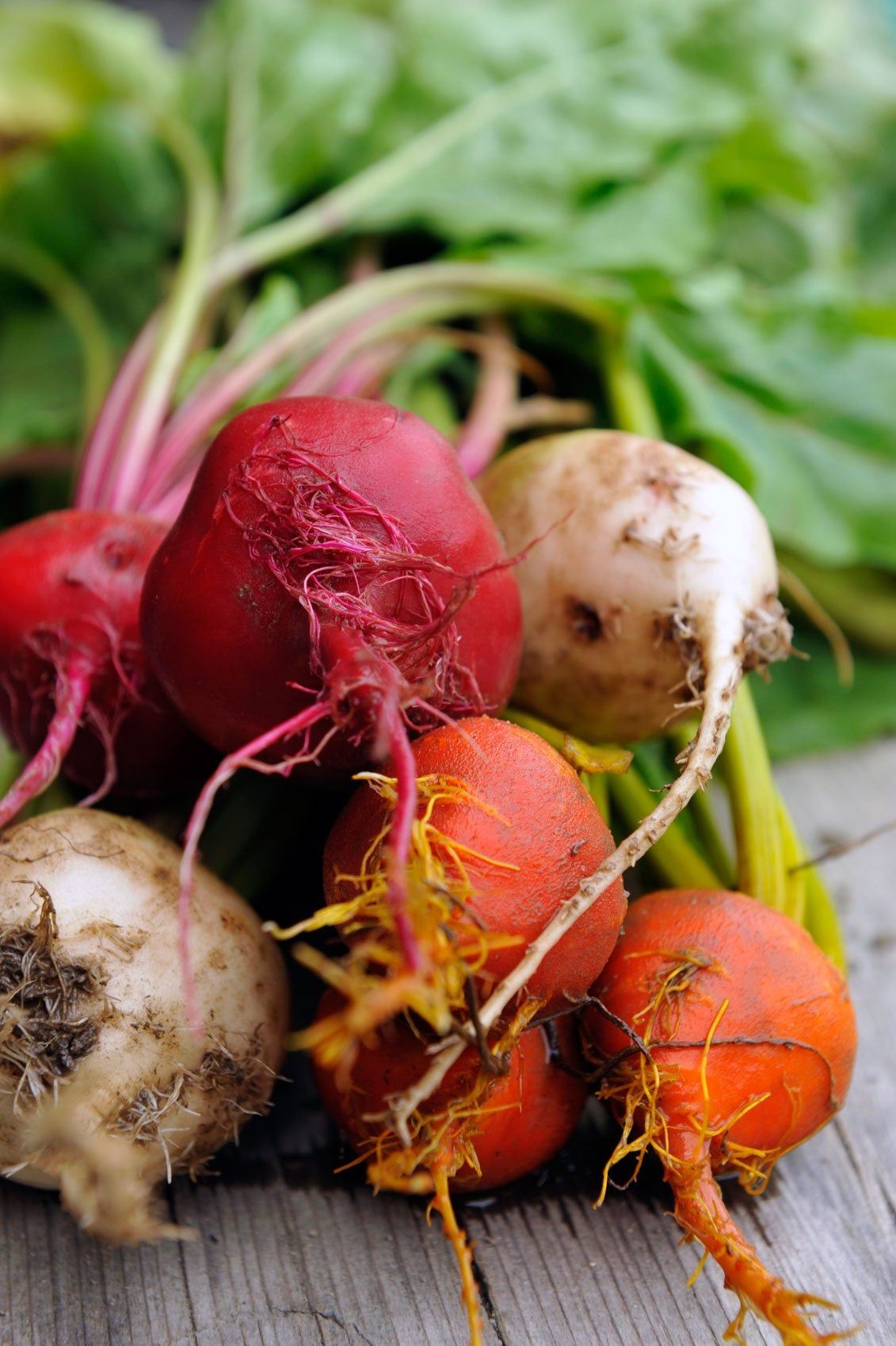 Multi Colored Beet Plants